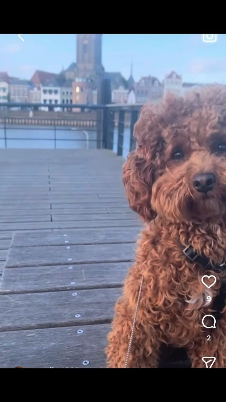 🥳 Onze lieve salon hond Marley is vandaag al weer 5 jaar geworden! 🥳